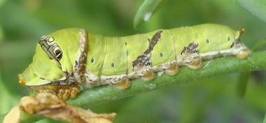 Late instar of the caterpillar photo